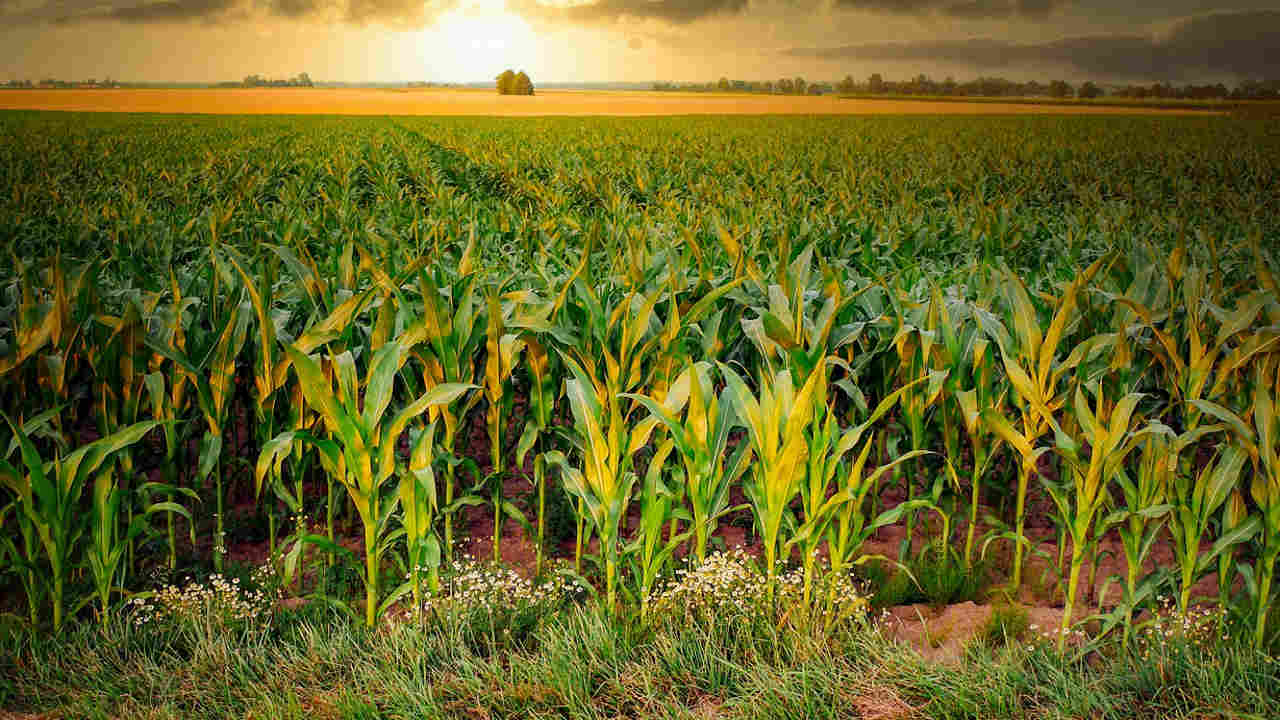 Zasiewy kukurydzy